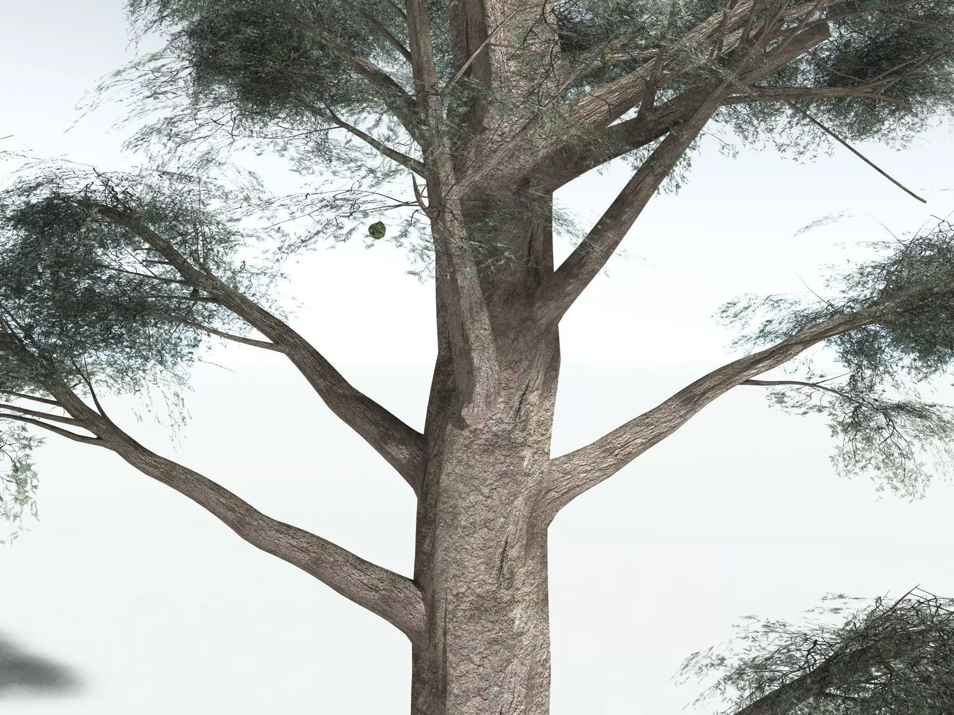 EVERYPlant Kauri Pine 3D model_13