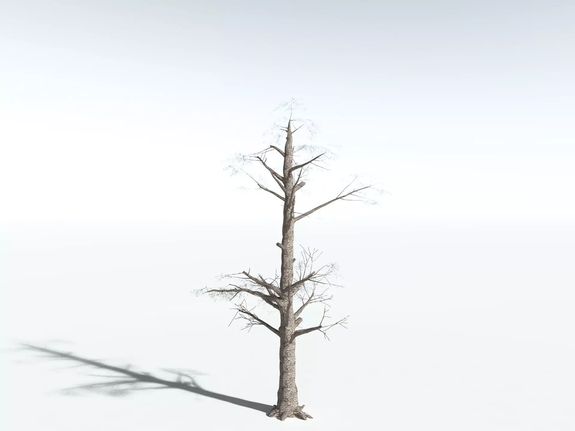EVERYPlant Kauri Pine 3D model_18