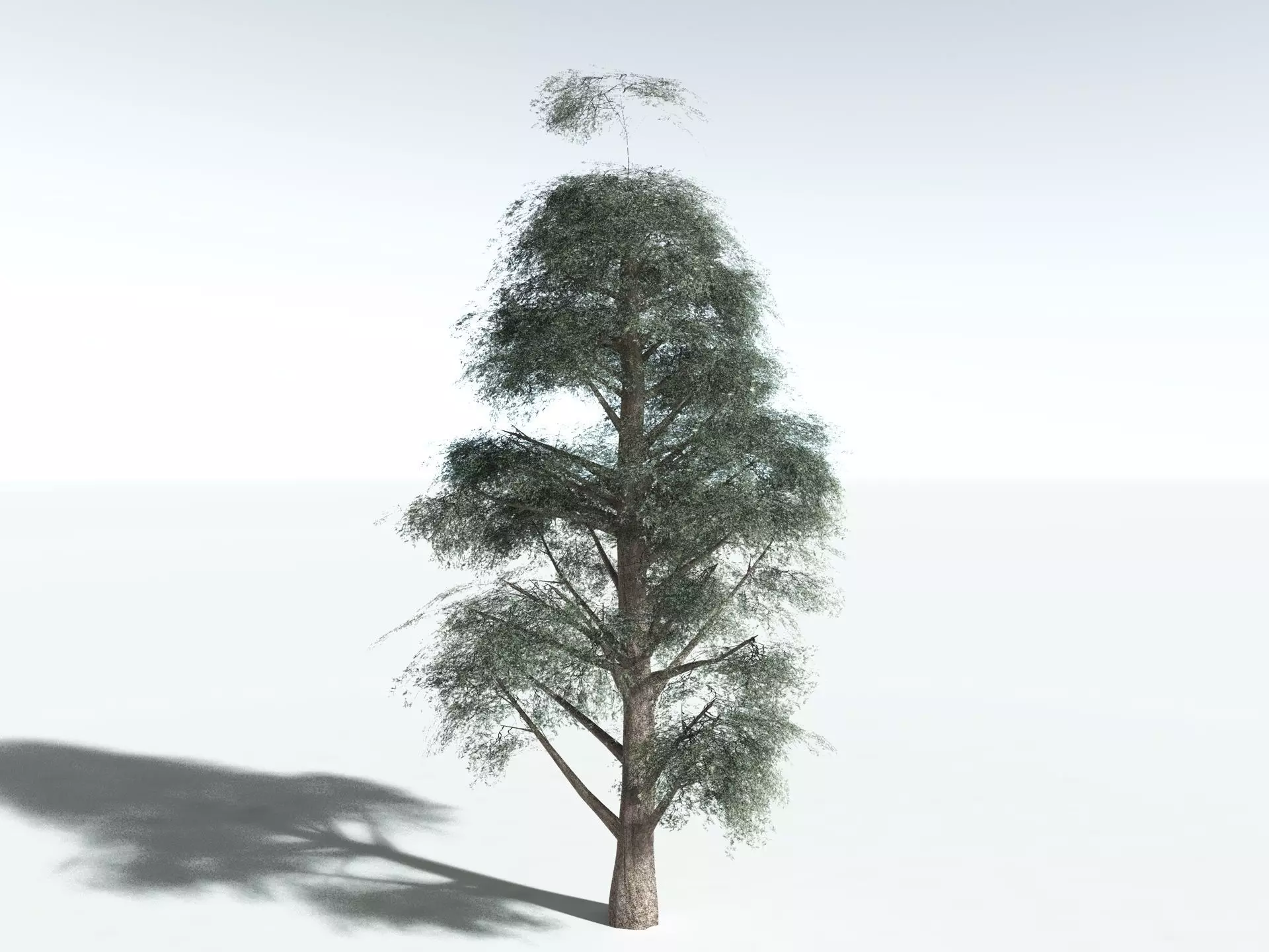 EVERYPlant Kauri Pine 3D model_27
