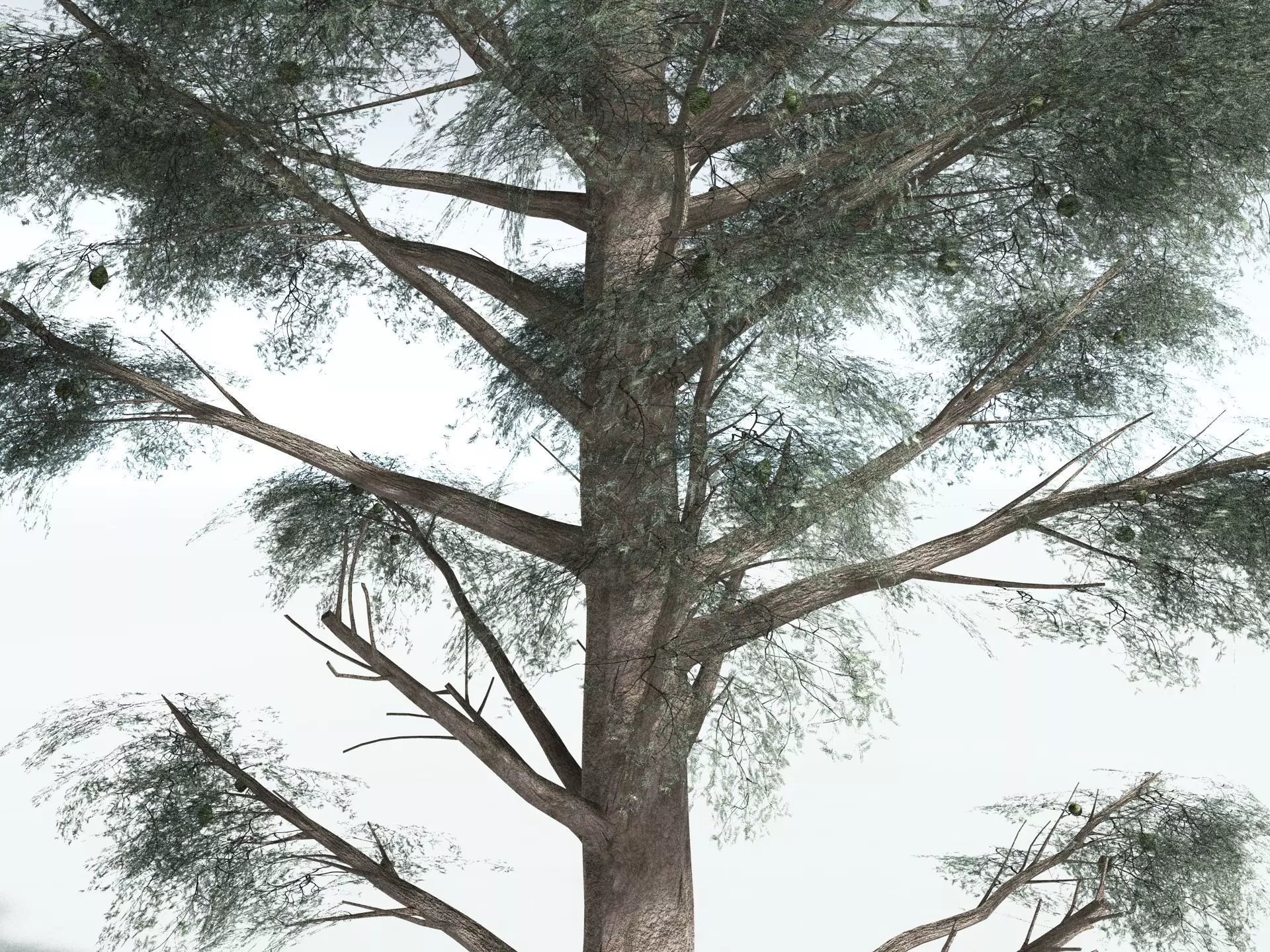 EVERYPlant Kauri Pine 3D model_23