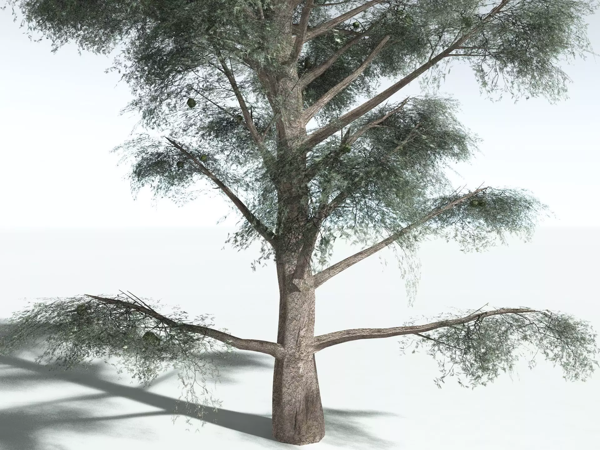 EVERYPlant Kauri Pine 3D model_25