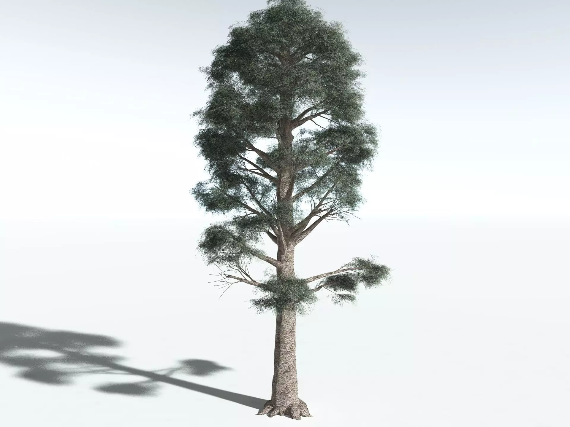 EVERYPlant Kauri Pine 3D model_20