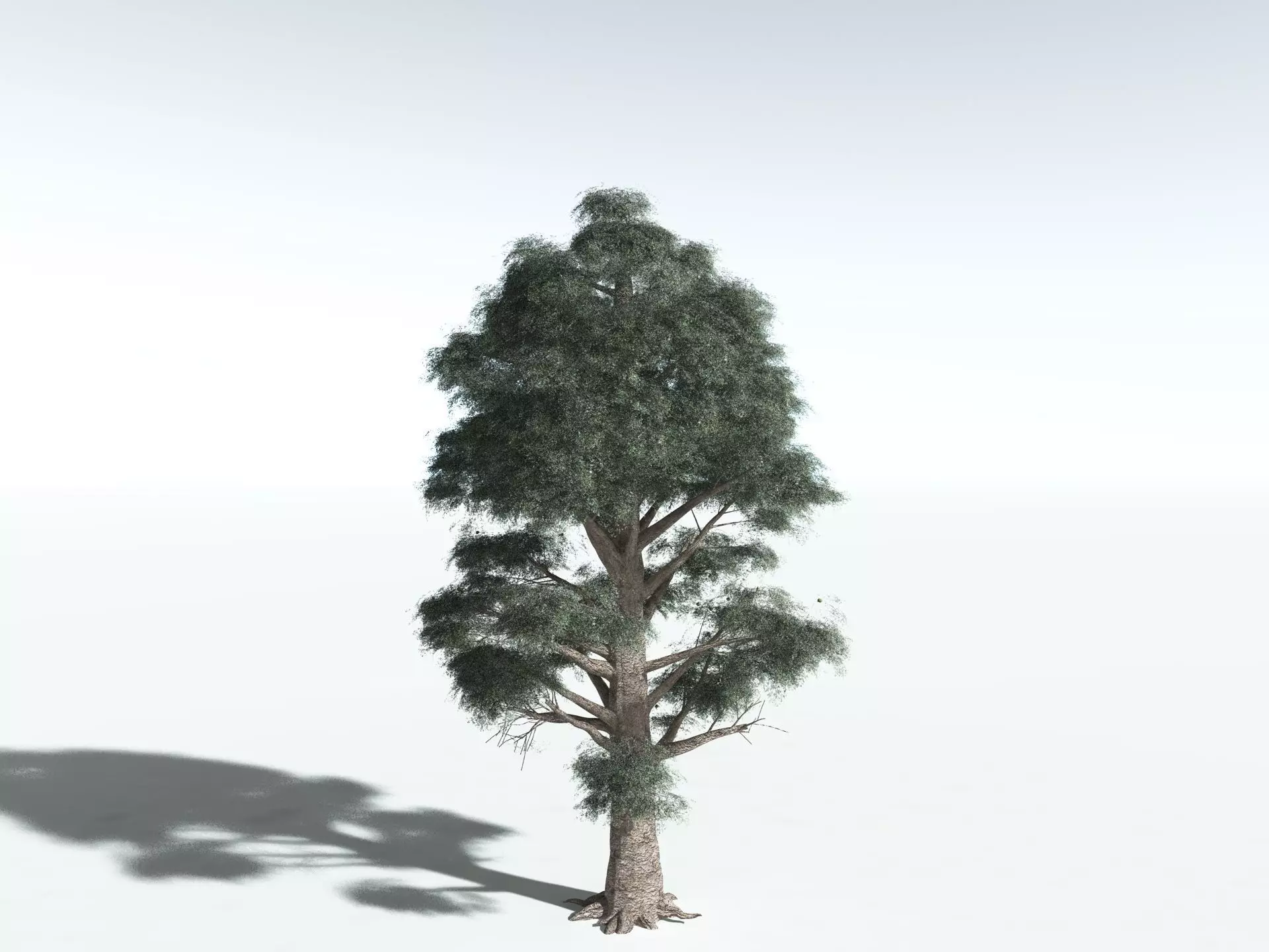EVERYPlant Kauri Pine 3D model_10