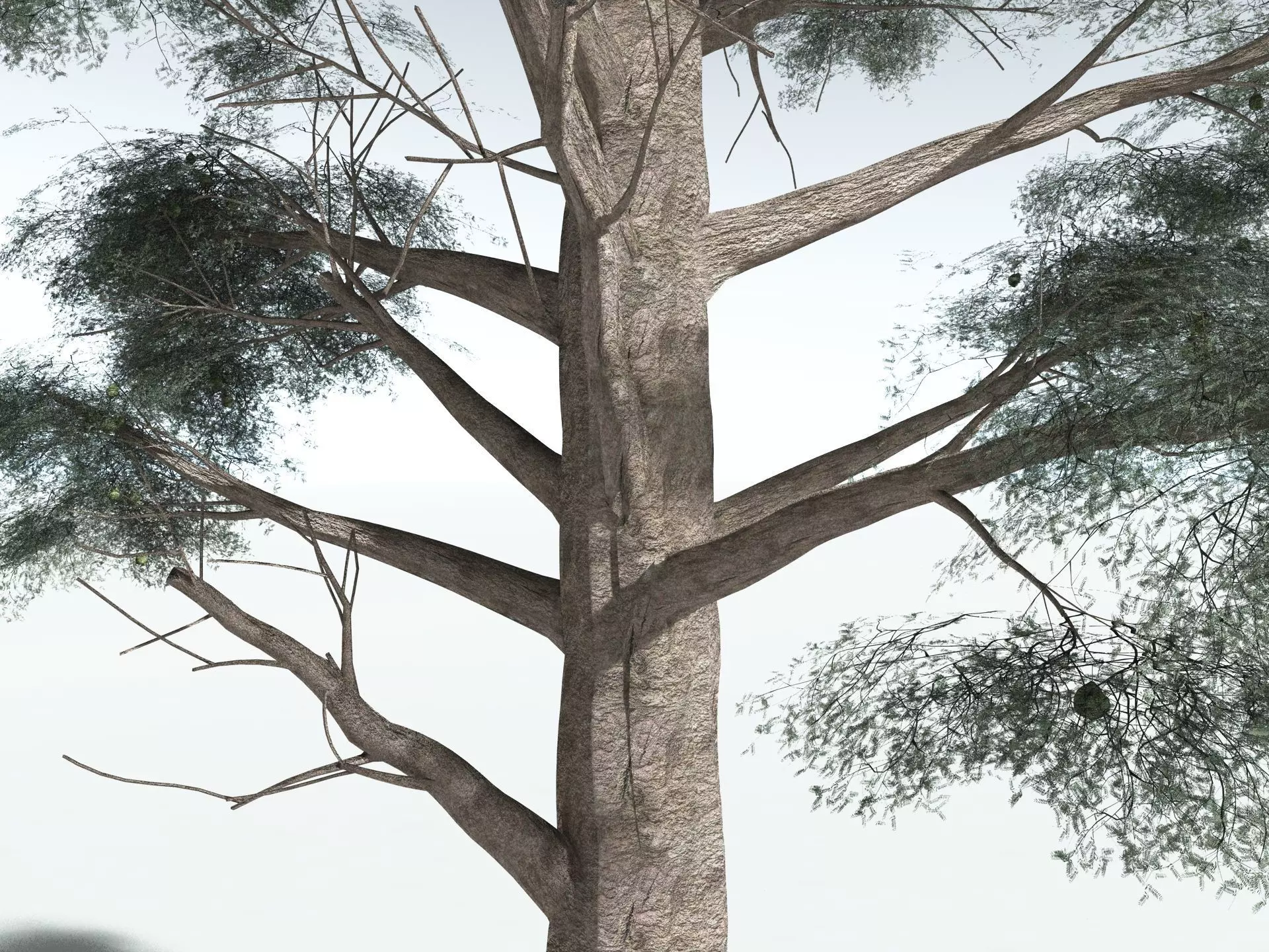 EVERYPlant Kauri Pine 3D model_5