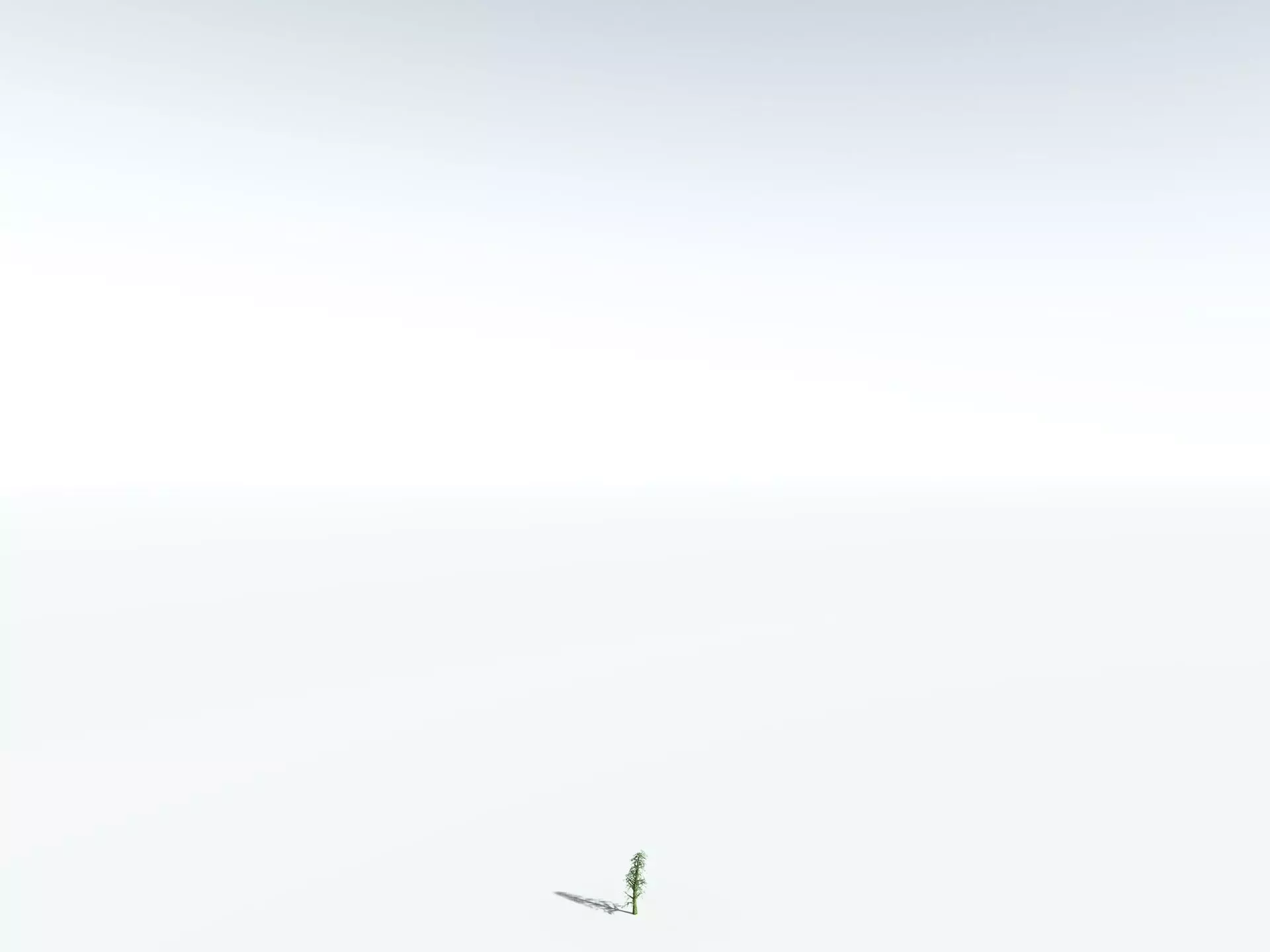 EVERYPlant Kauri Pine 3D model_28