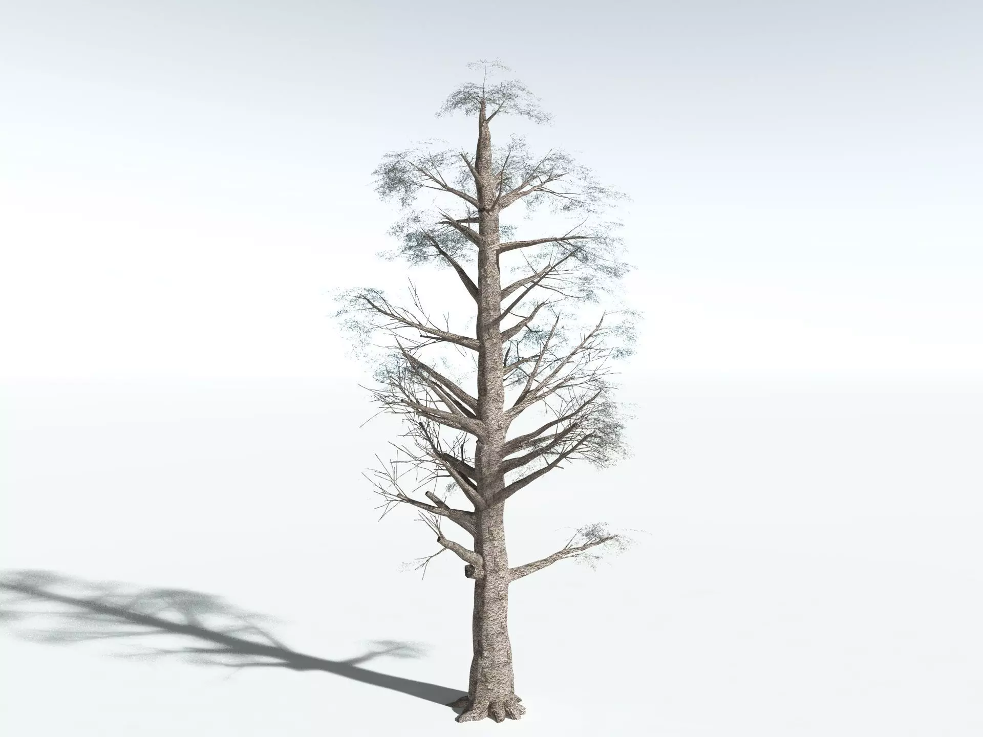 EVERYPlant Kauri Pine 3D model_16