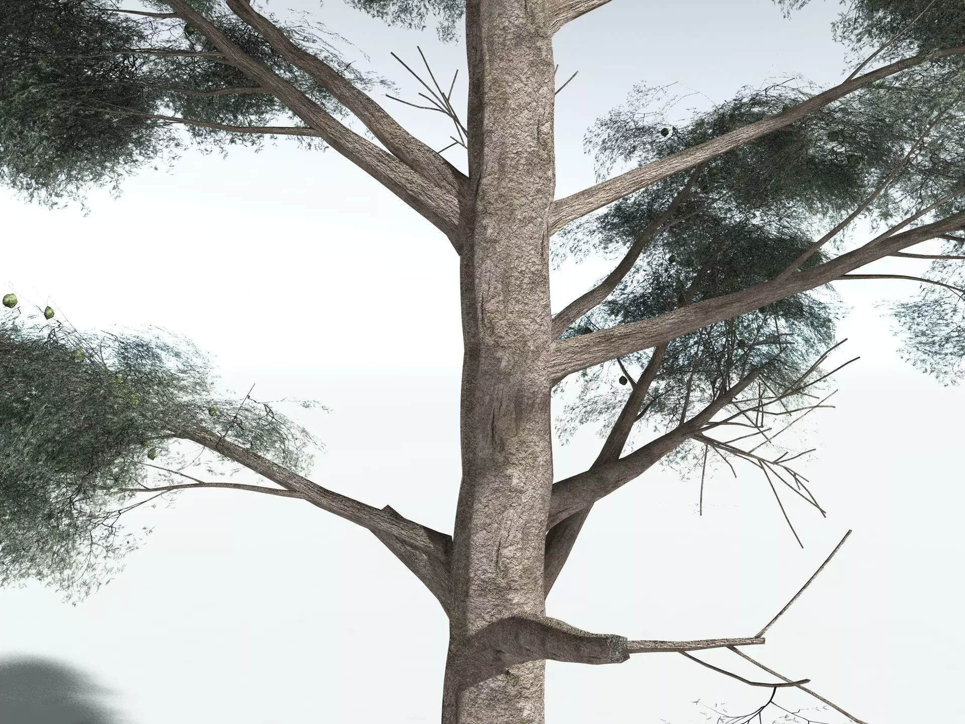 EVERYPlant Kauri Pine 3D model_9