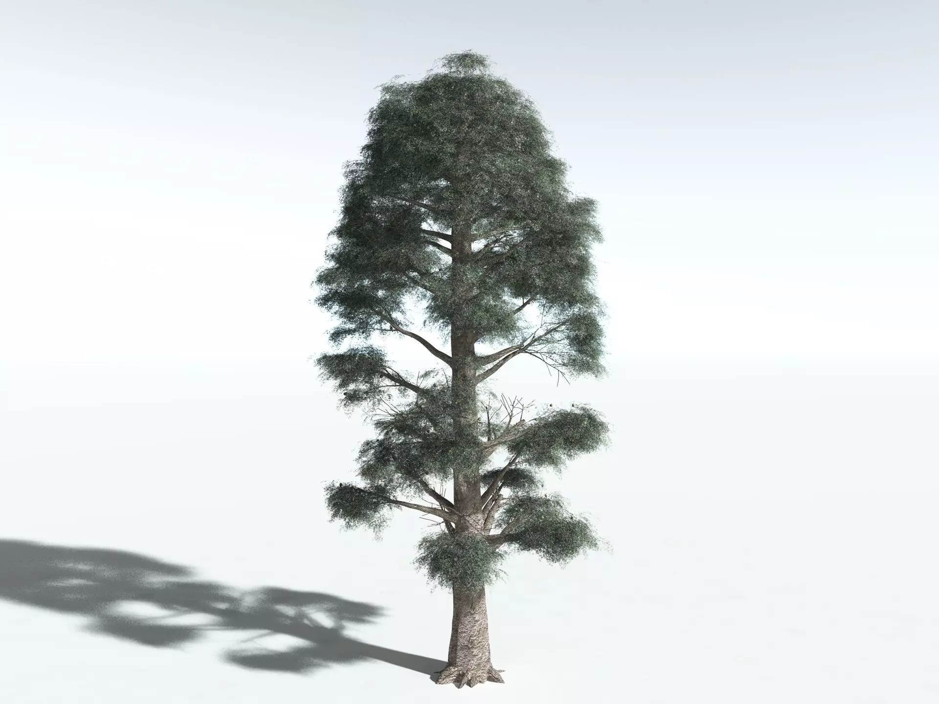 EVERYPlant Kauri Pine 3D model_0