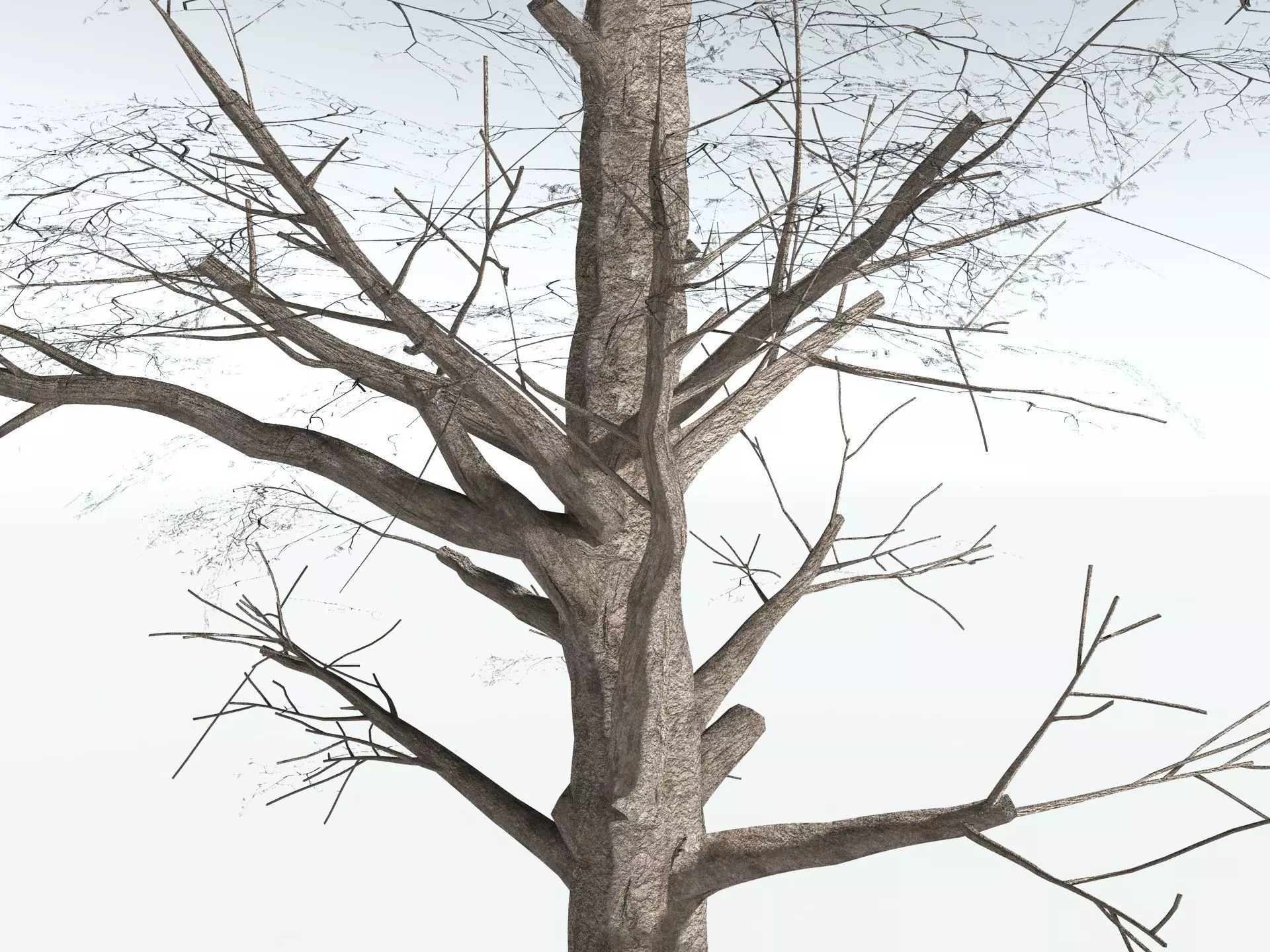 EVERYPlant Kauri Pine 3D model_19