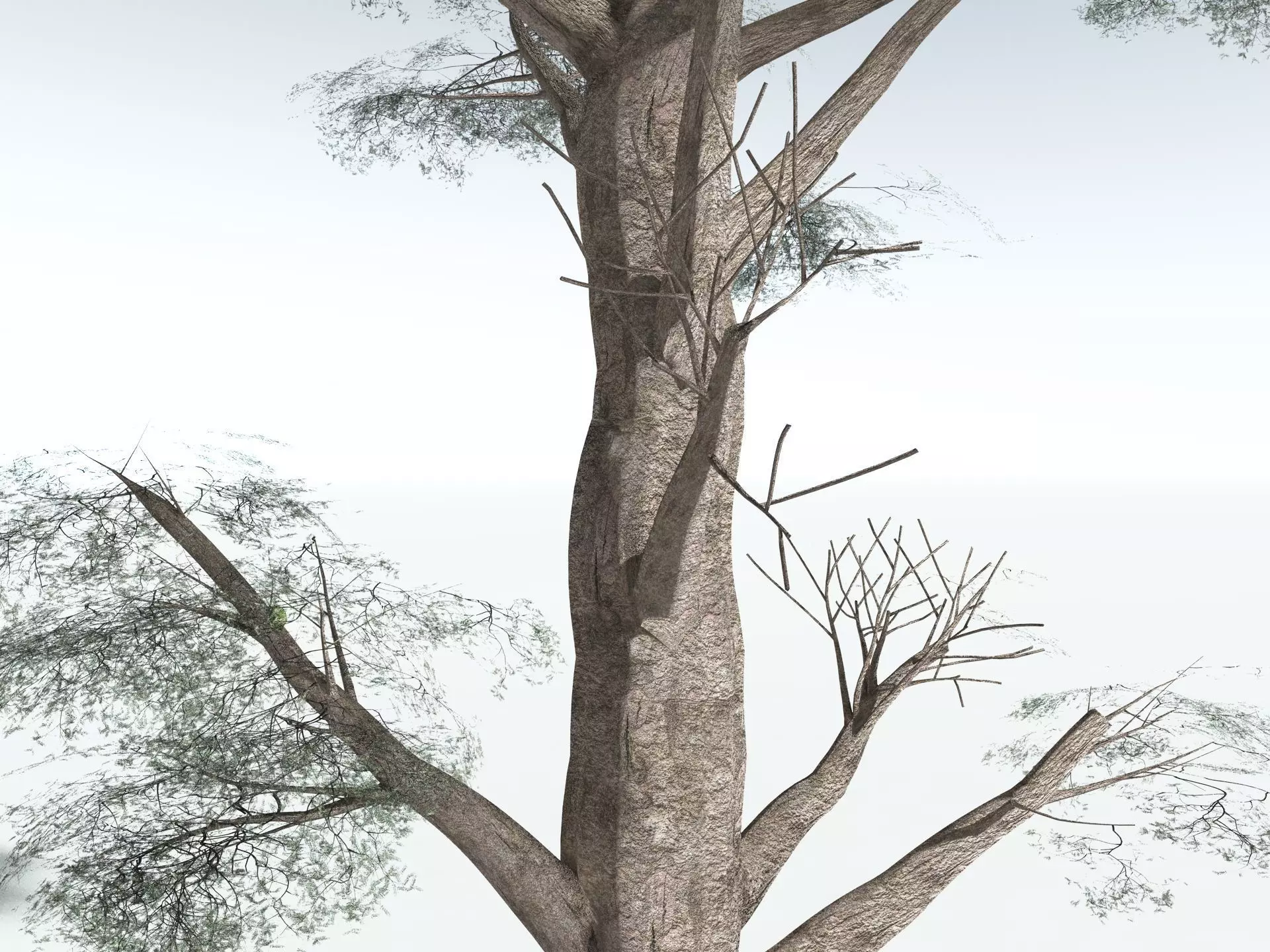 EVERYPlant Kauri Pine 3D model_15
