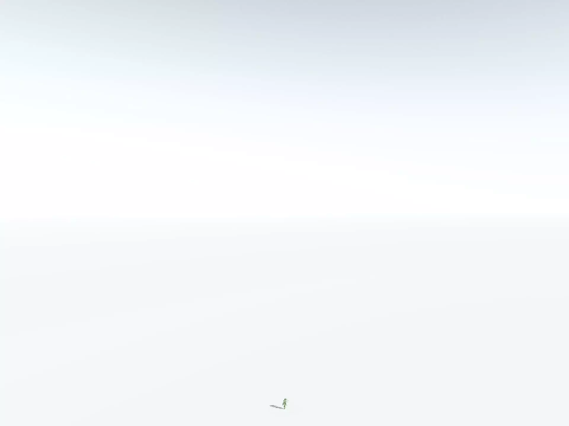 EVERYPlant Kauri Pine 3D model_30