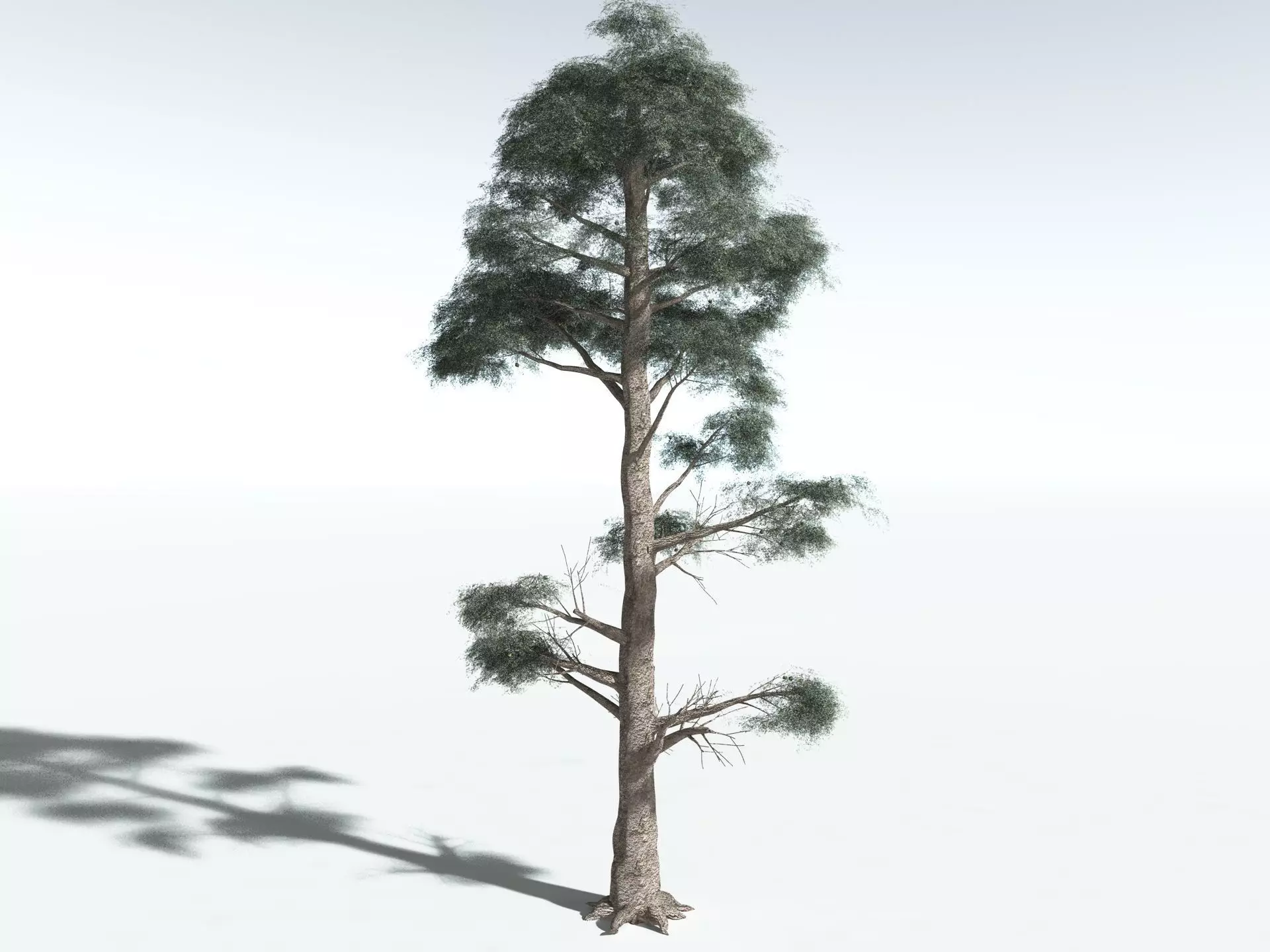 EVERYPlant Kauri Pine 3D model_2