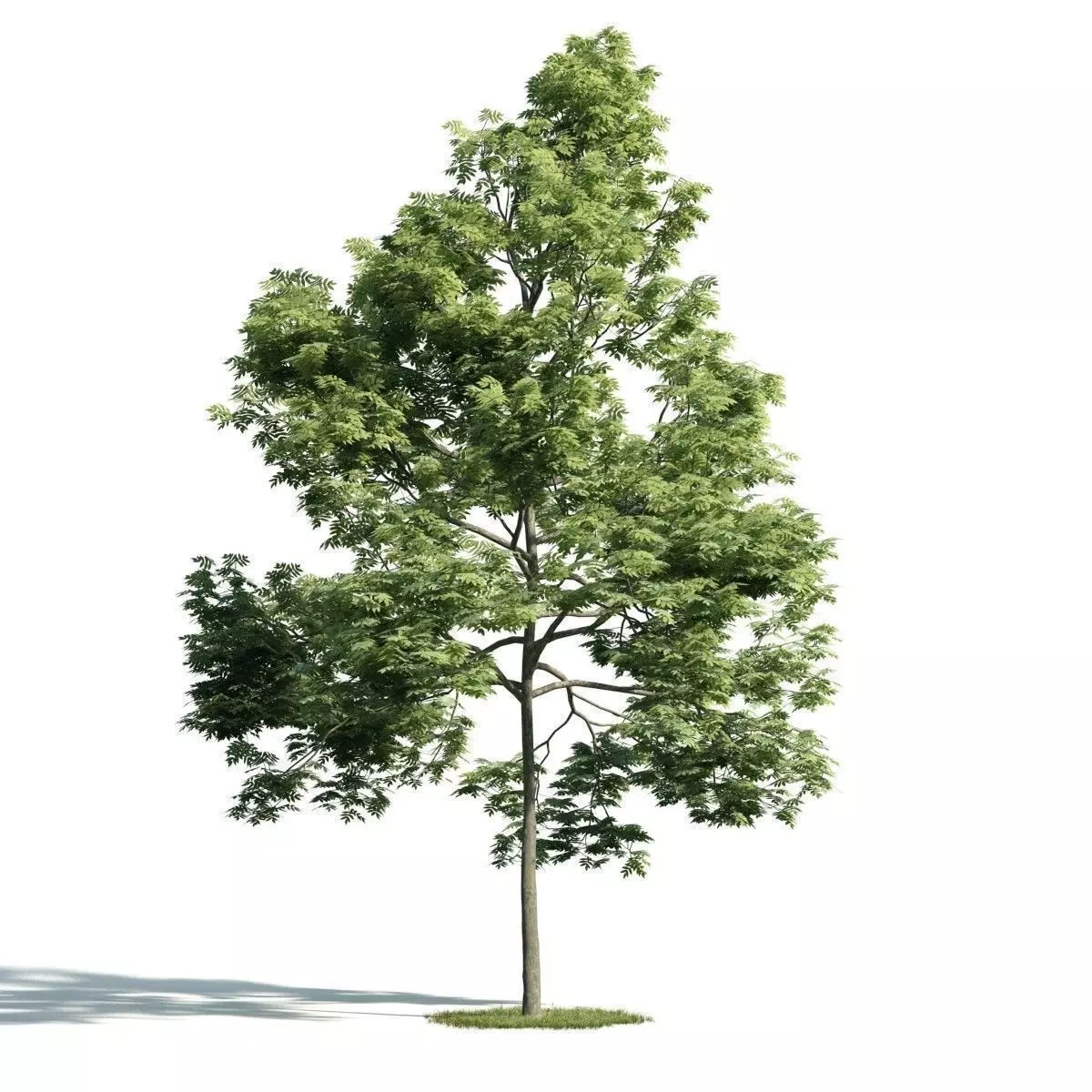 Tree 39 am171 3D model