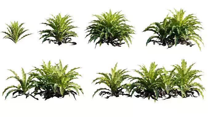 Asplenium nidus - Bird nest fern - Spleenwort