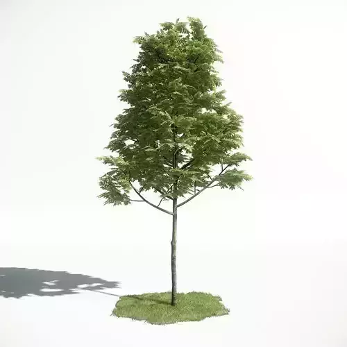 Tree 02 amce1 3D model