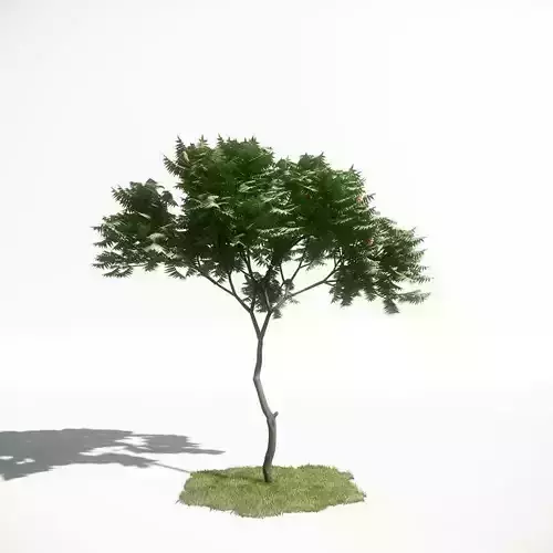 Tree 04 amce1