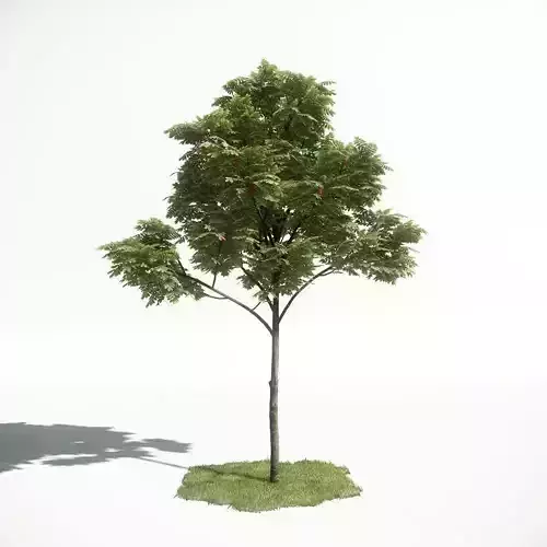 Tree 03 amce1 3D model