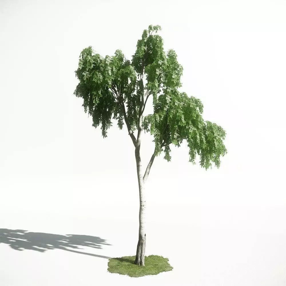 Tree 17 amce1 3D model_0
