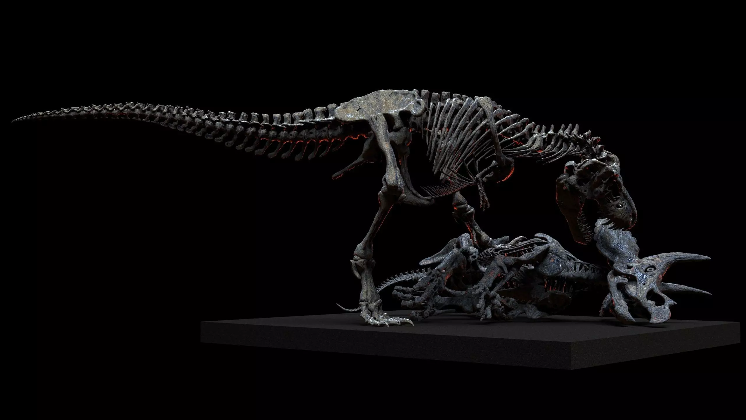 Tyrannosaurus vs triceratops v2 3D print model_4