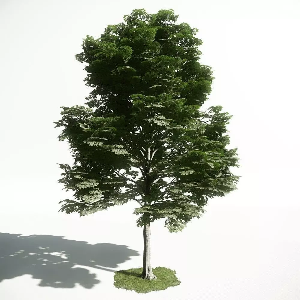 Tree 13 amce1 3D model_0