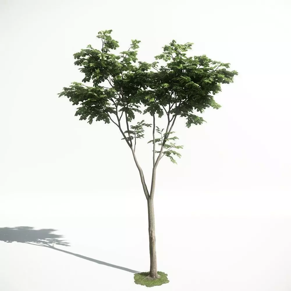 Tree 20 amce1 3D model_0