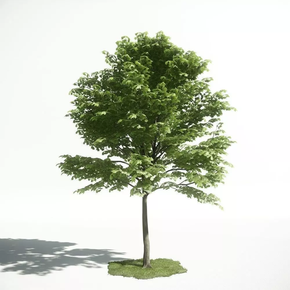 Tree 22 amce1 3D model
