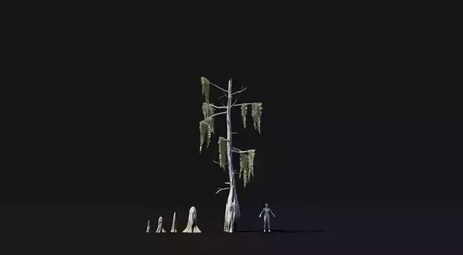 Realistic mid poly Bald Cypress Tree