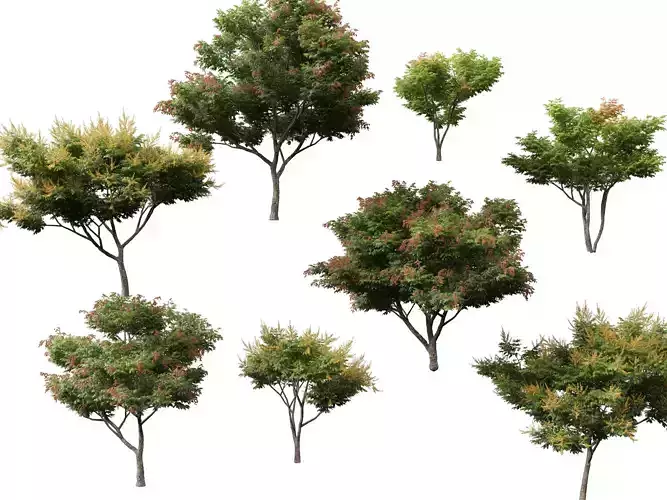 Highpoly - Low Poly - Koelreuteria paniculata - golden rain tree