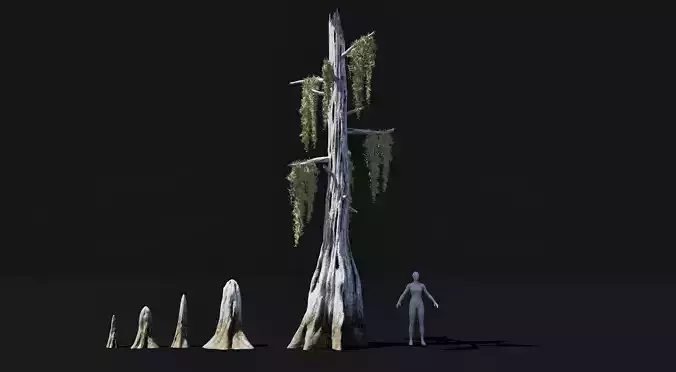 Realistic mid poly Bald Cypress Tree