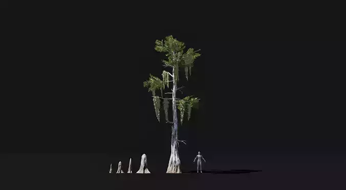Realistic mid poly Bald Cypress Tree