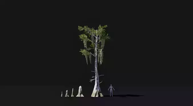 Realistic Bald Cypress Tree mid poly
