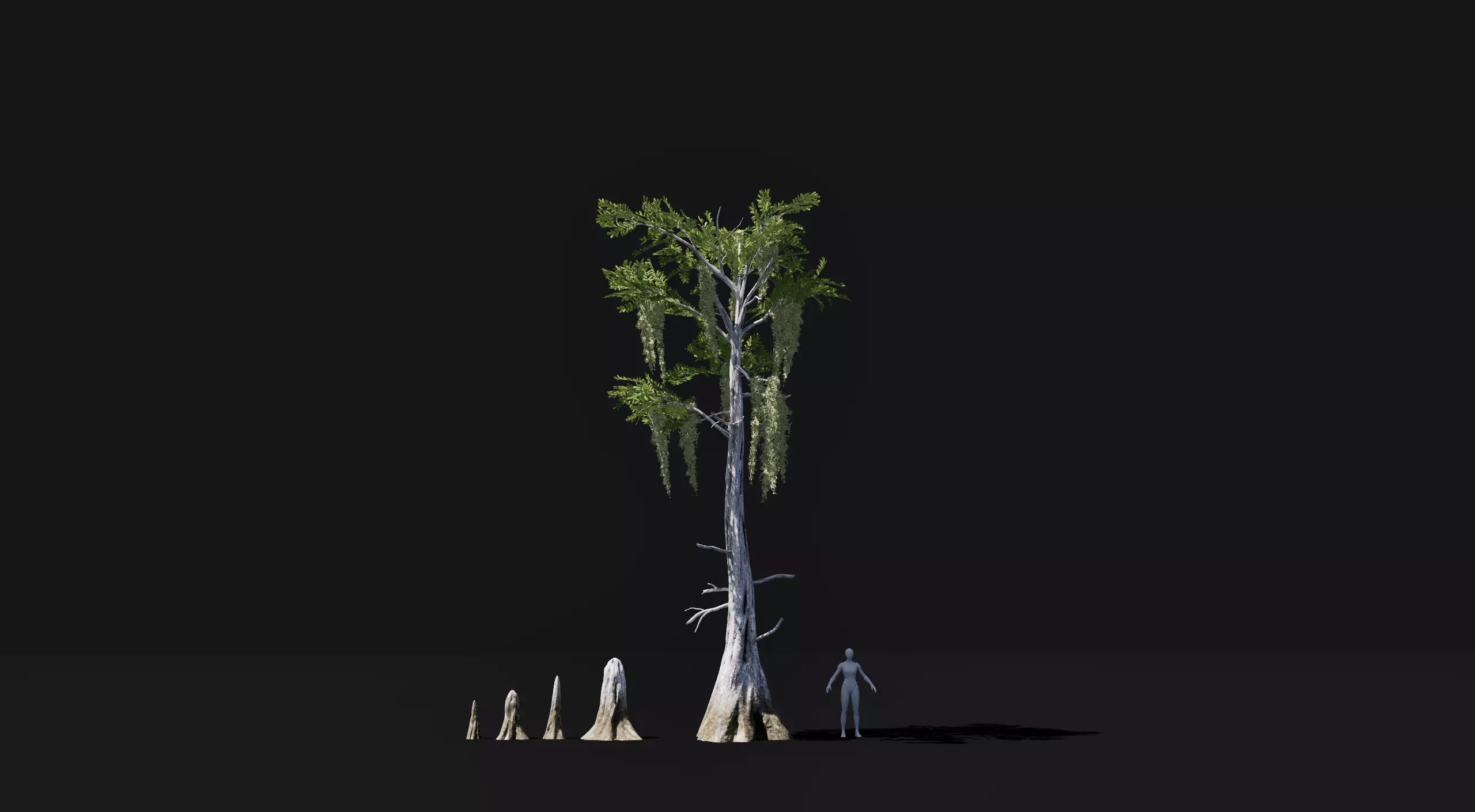 Realistic Bald Cypress Tree mid poly Low-poly 3D model_0