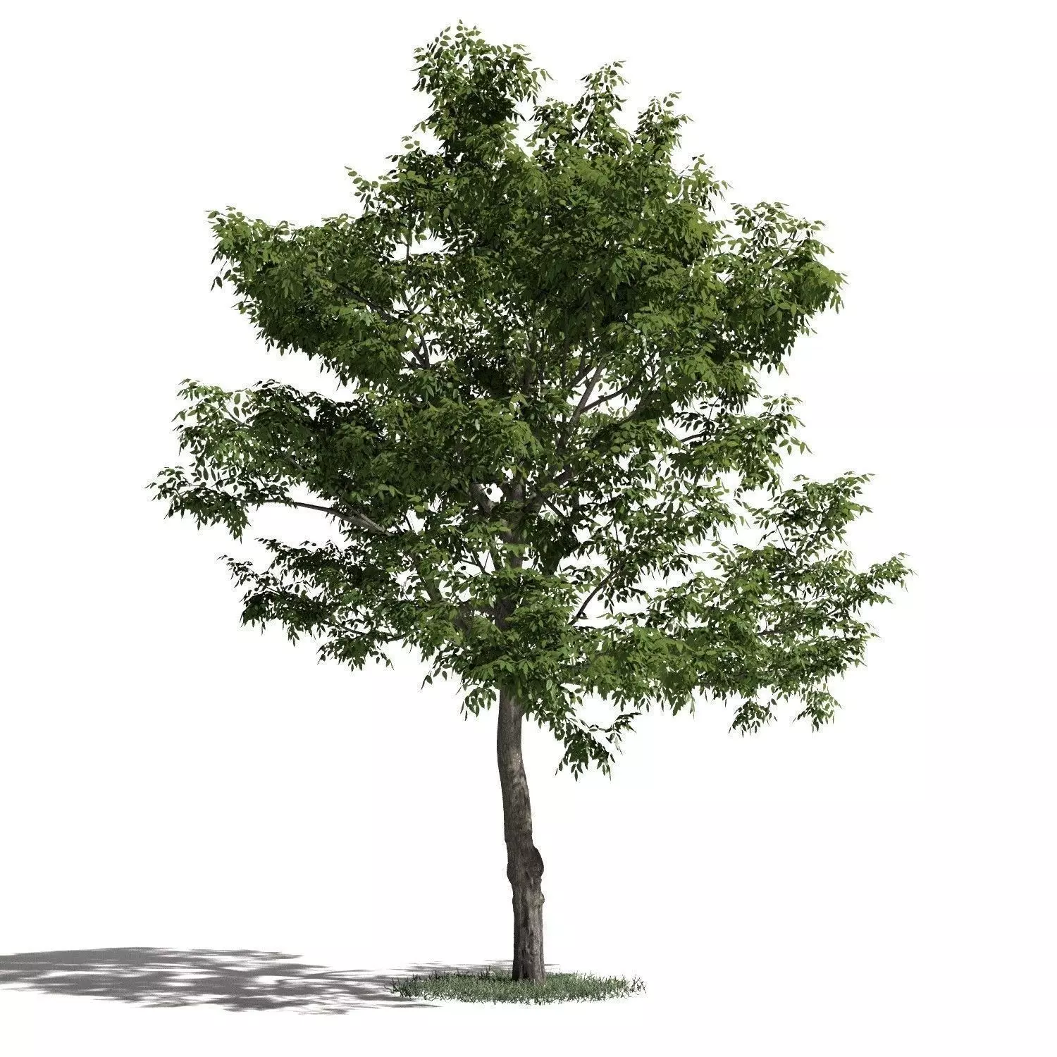 Tree 50 amb1 3D model_0