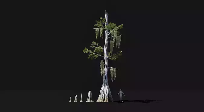 Realistic mid poly Bald Cypress Tree