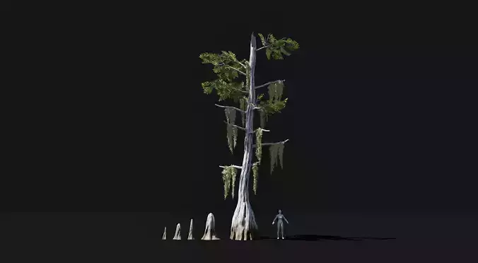 Realistic mid poly Bald Cypress Tree