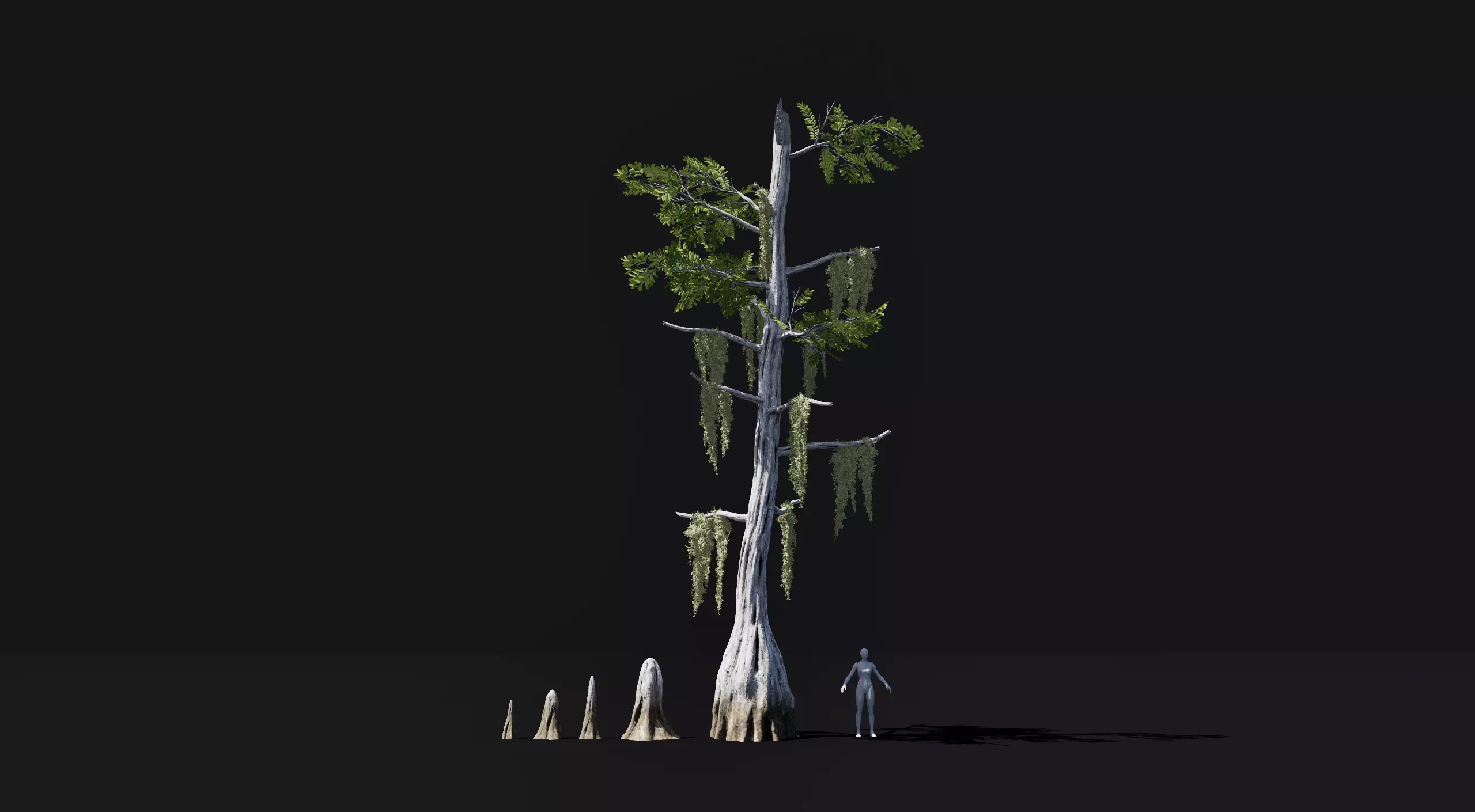 Realistic mid poly Bald Cypress Tree Low-poly 3D model_0