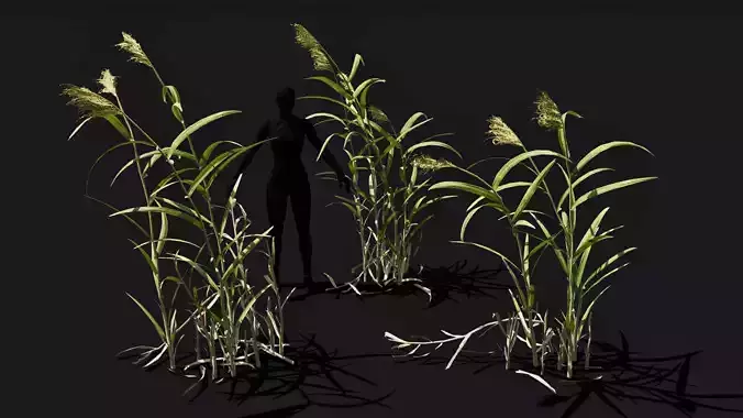 Common reeds Phragmites australis set