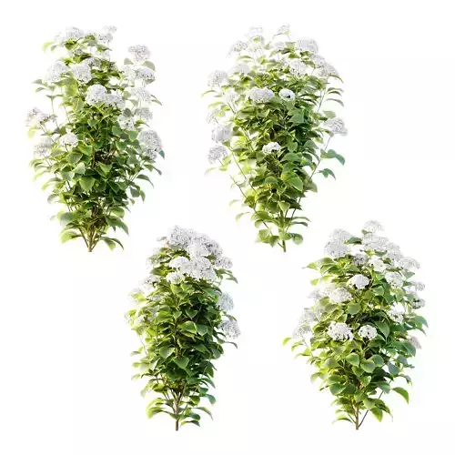 hydrangea arborescens Bush 10