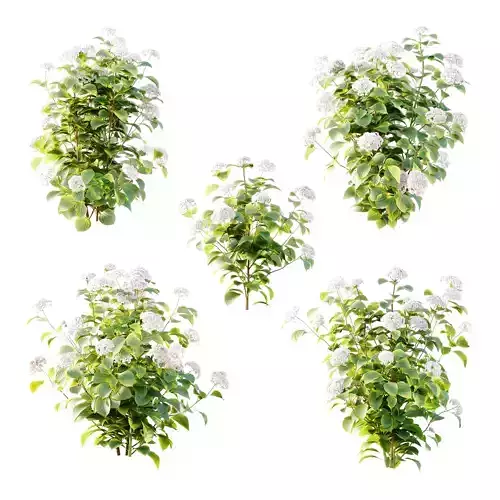 hydrangea arborescens Bush 09