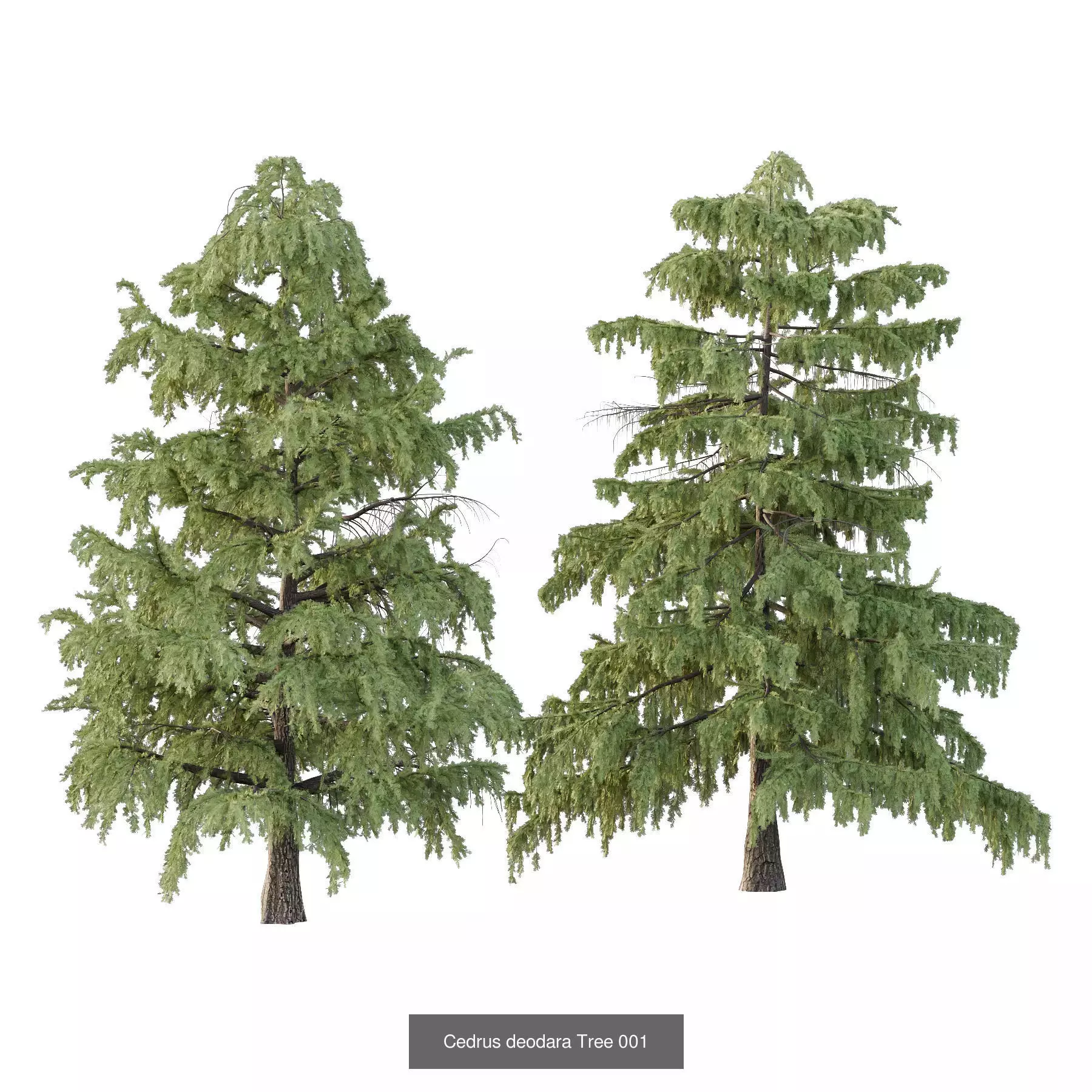 Excellent collection of Tree plants 17 Different Models 0020 _2