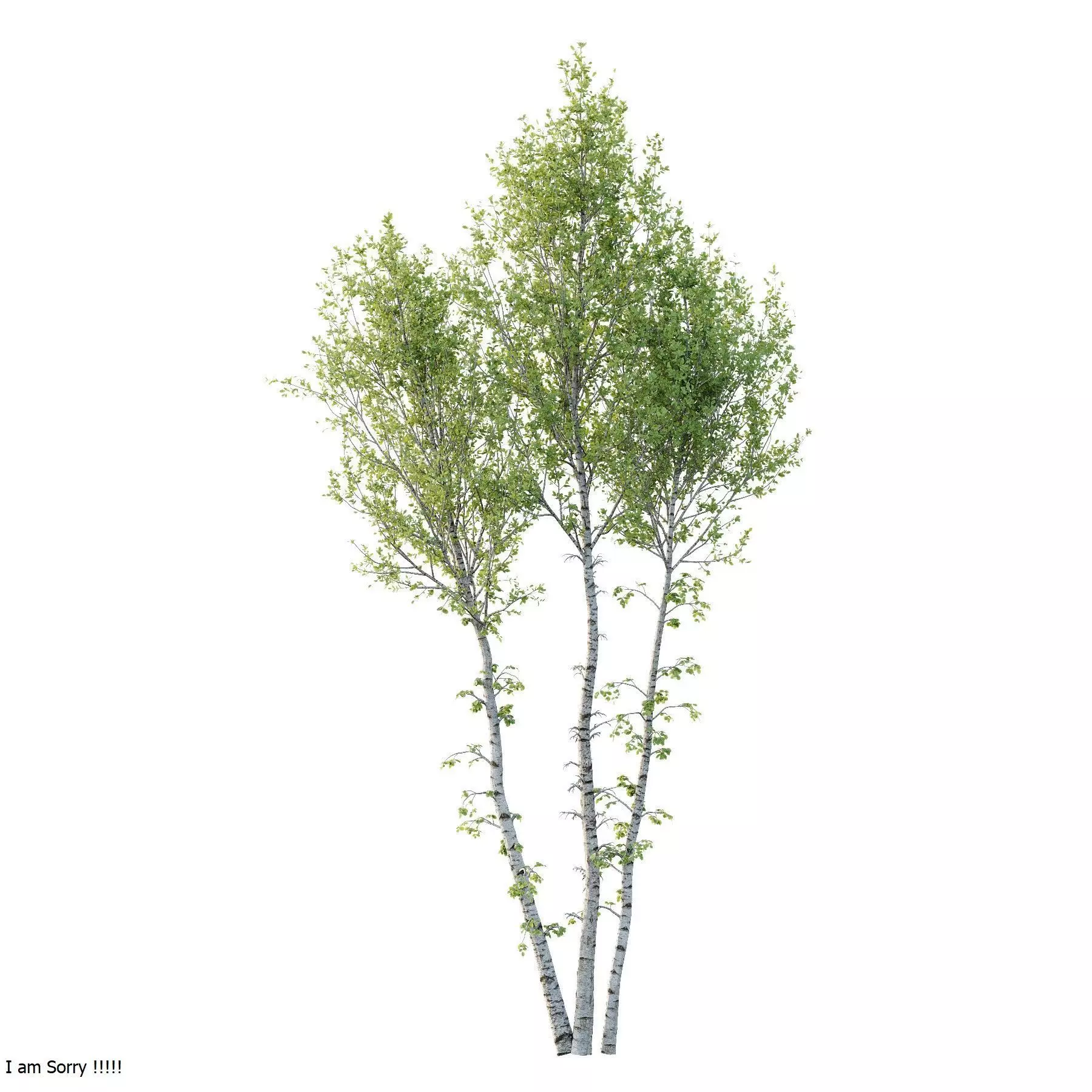 Excellent collection of Tree plants 17 Different Models 0020 _8