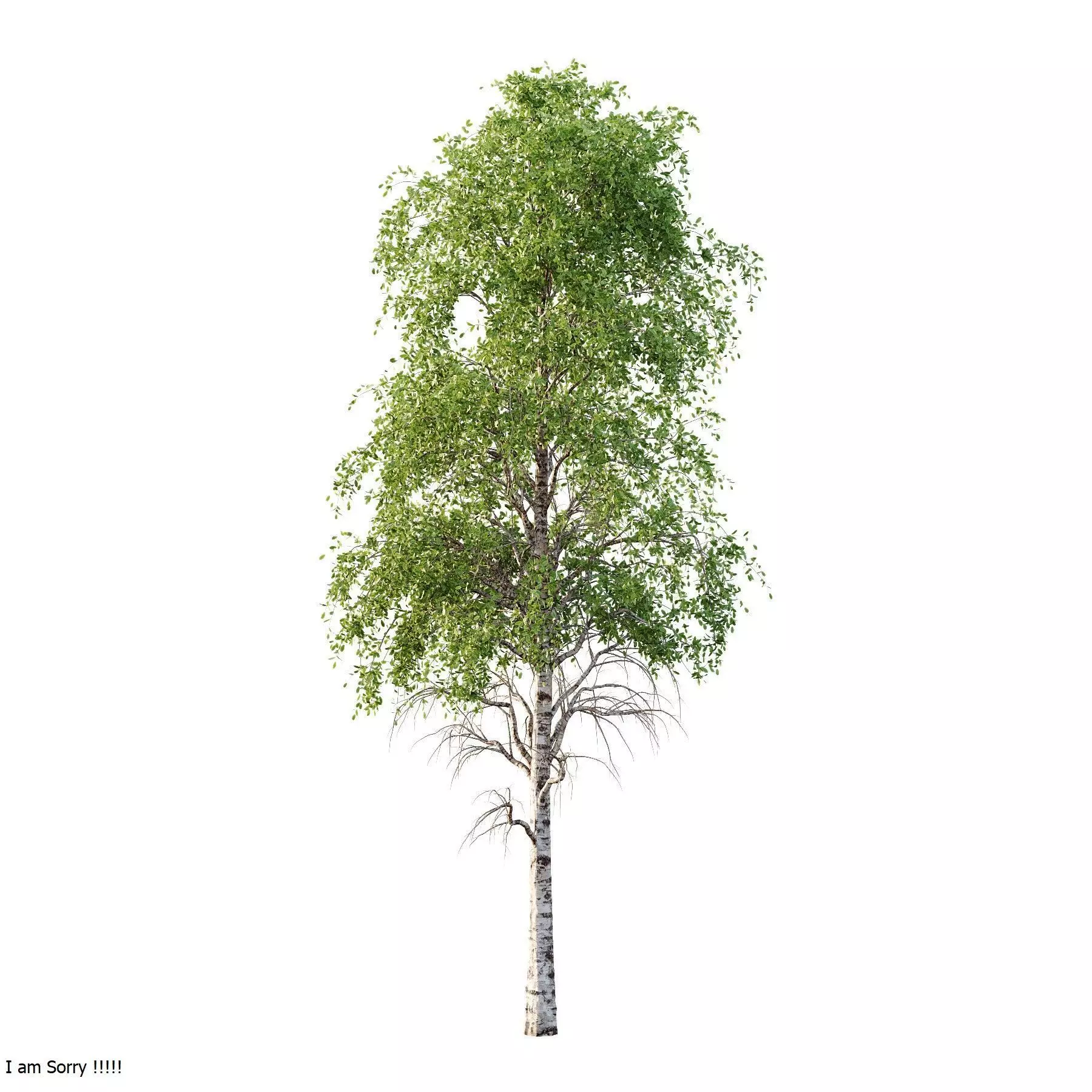 Excellent collection of Tree plants 17 Different Models 0020 _11