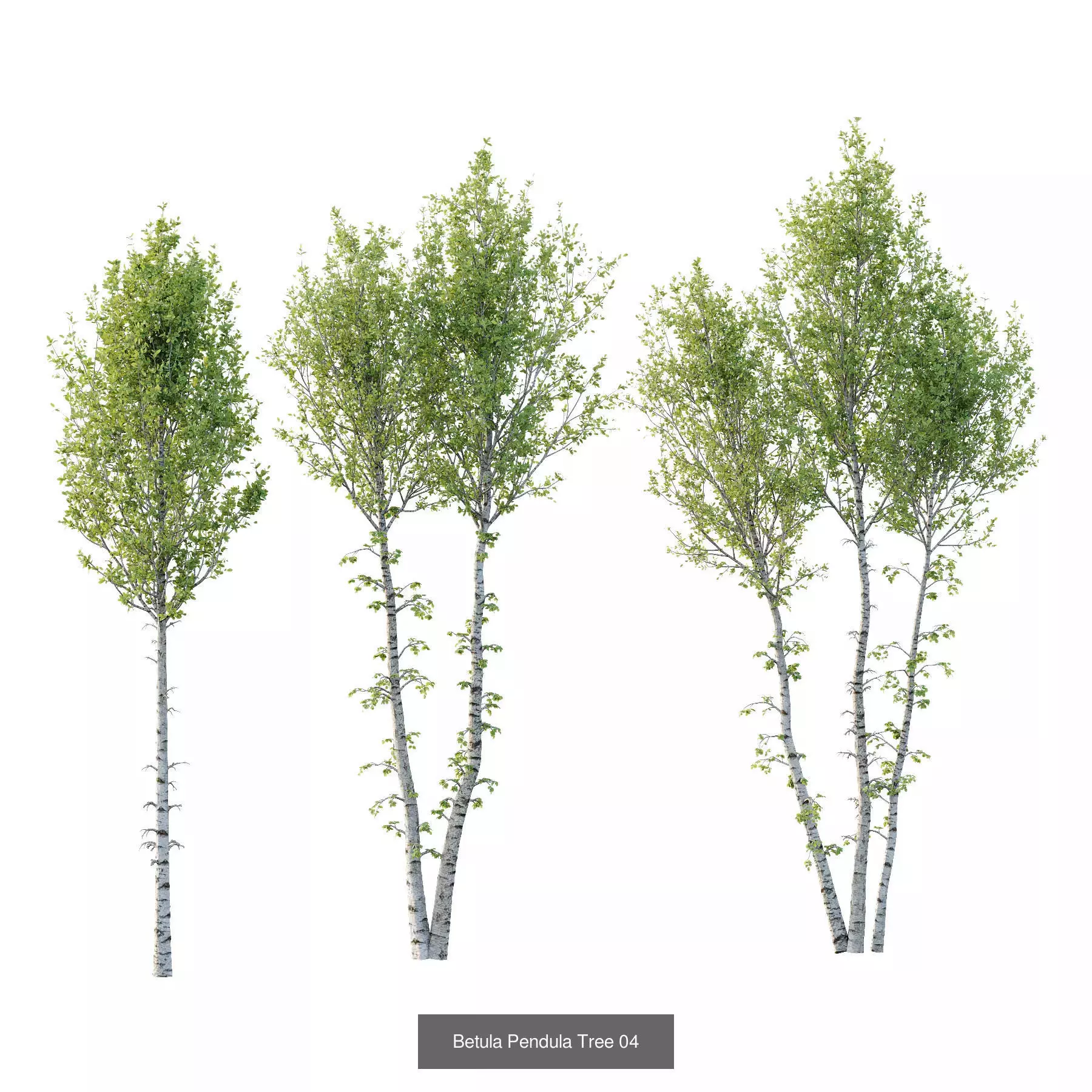 Excellent collection of Tree plants 17 Different Models 0020 _3
