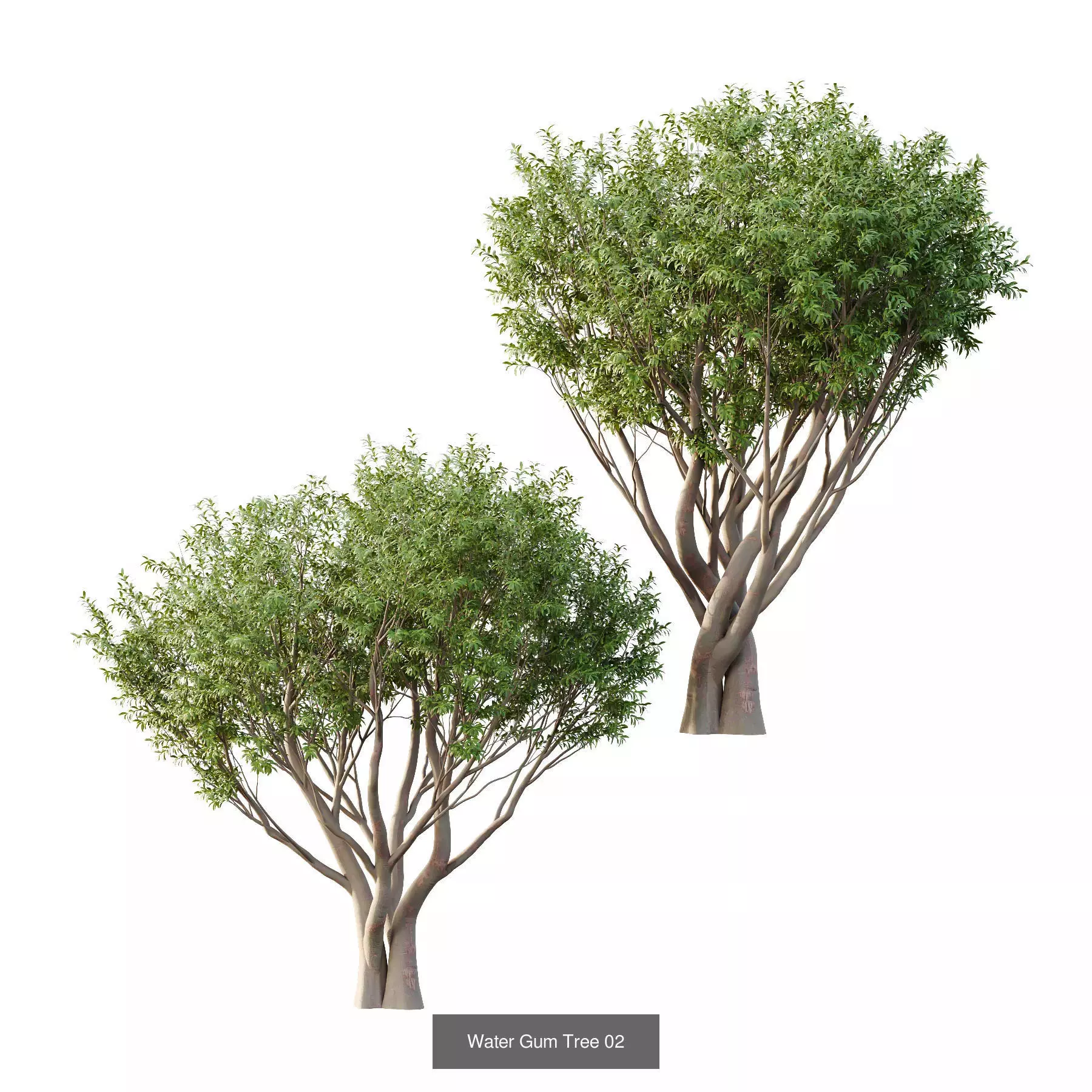 Excellent collection of Tree plants 17 Different Models 0020 _6