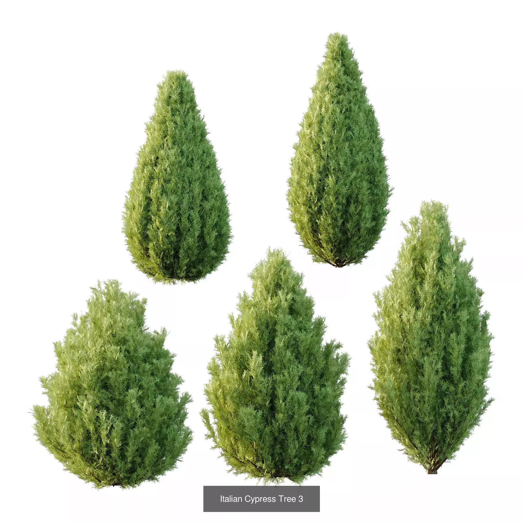 Excellent collection of Tree plants 17 Different Models 0020 _5