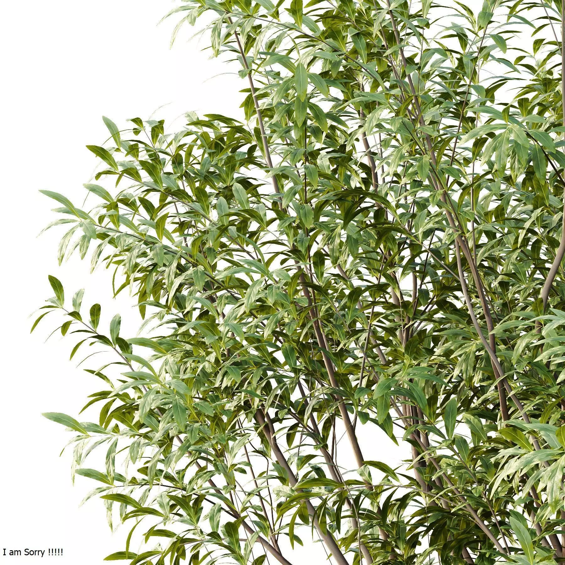 Excellent collection of Tree plants 17 Different Models 0020 _21