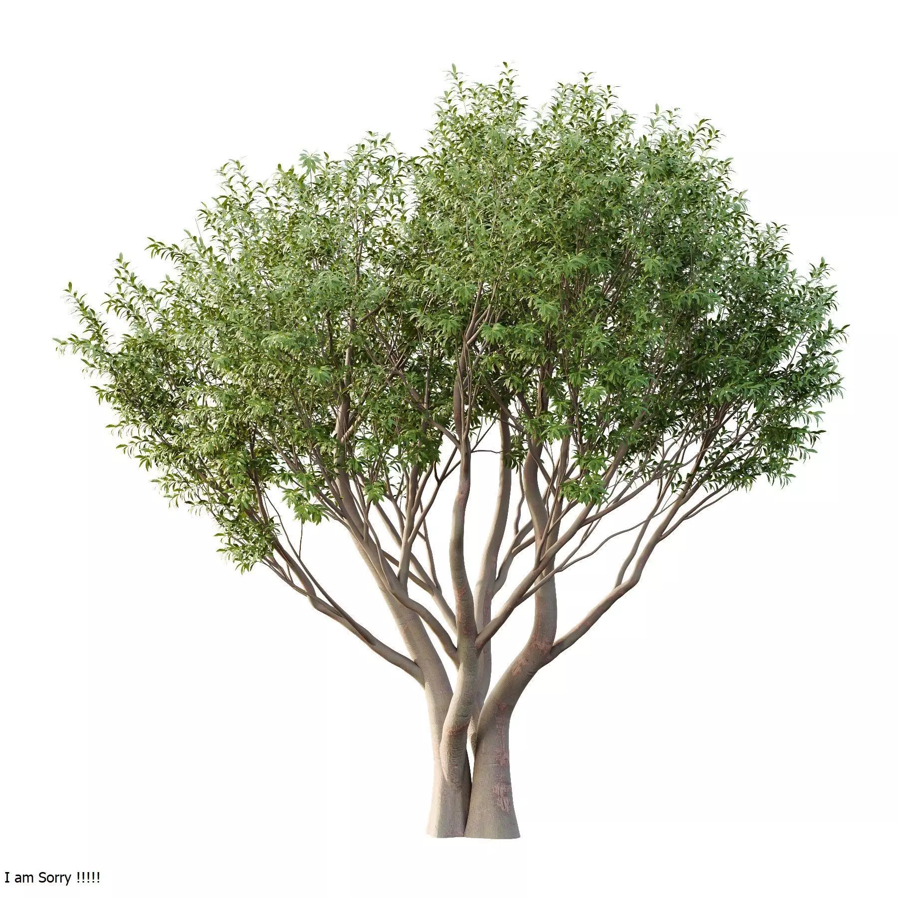 Excellent collection of Tree plants 17 Different Models 0020 _22