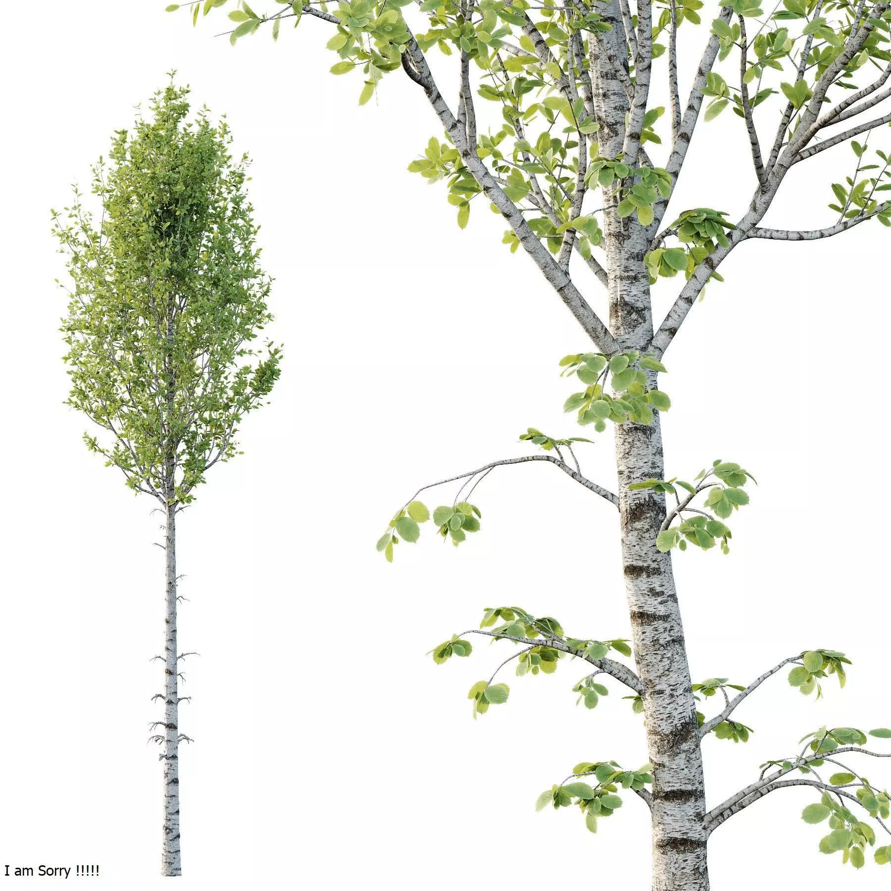 Excellent collection of Tree plants 17 Different Models 0020 _9