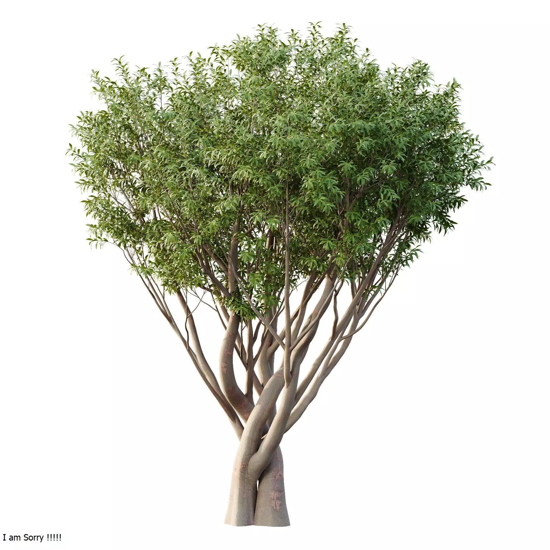 Excellent collection of Tree plants 17 Different Models 0020 _23