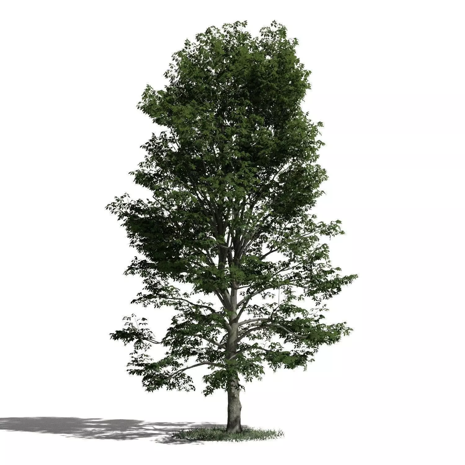 Tree 53 amb1 3D model_0